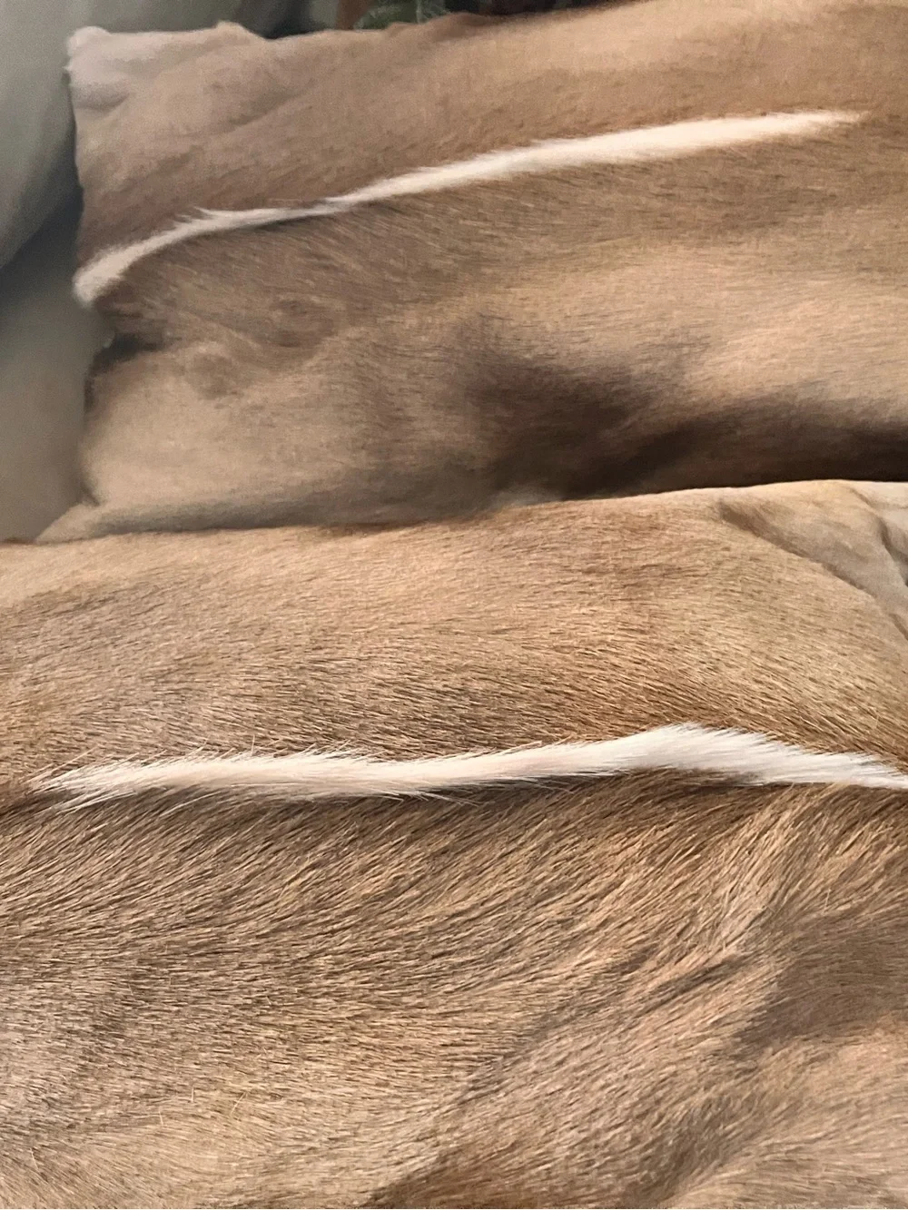 Real antelope accent pillows